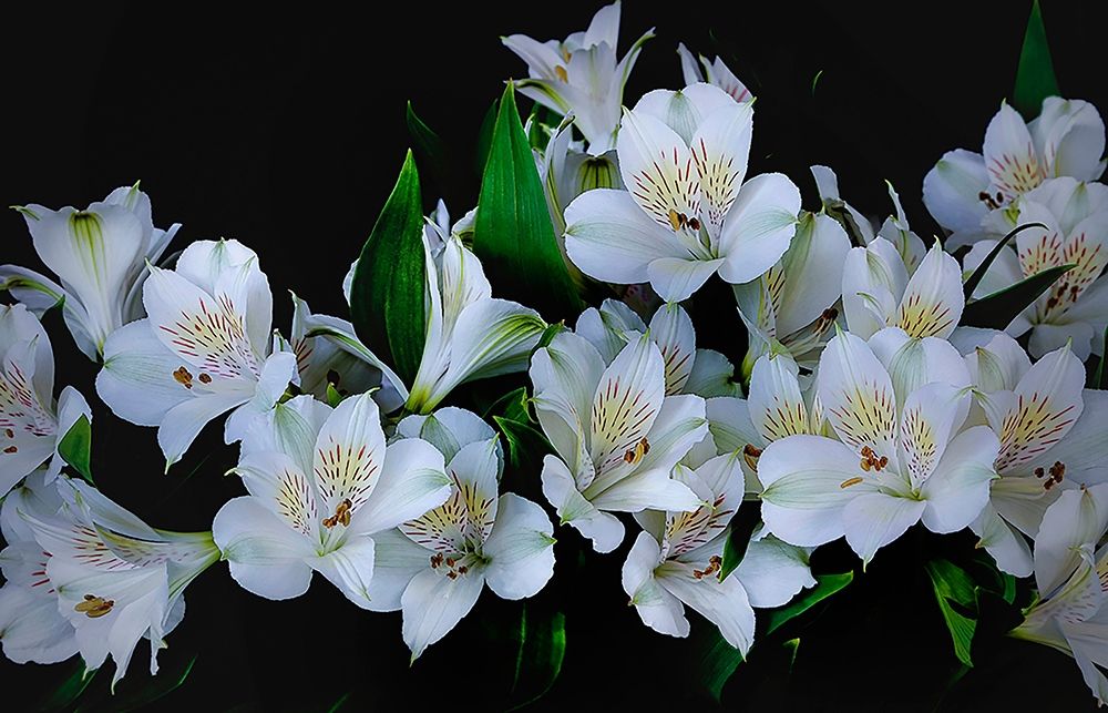Oregon-Coos Bay White Peruvian lilies close-up art print by Jaynes Gallery for $57.95 CAD