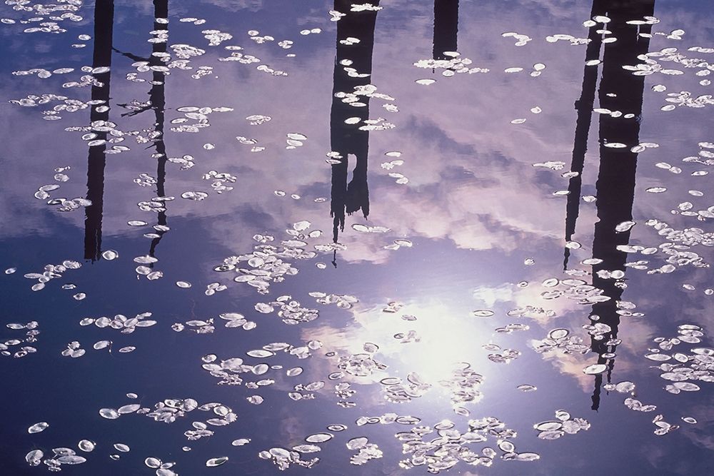 Oregon-Empire Lake Rising sun reflects off lily pads in lake art print by Jaynes Gallery for $57.95 CAD