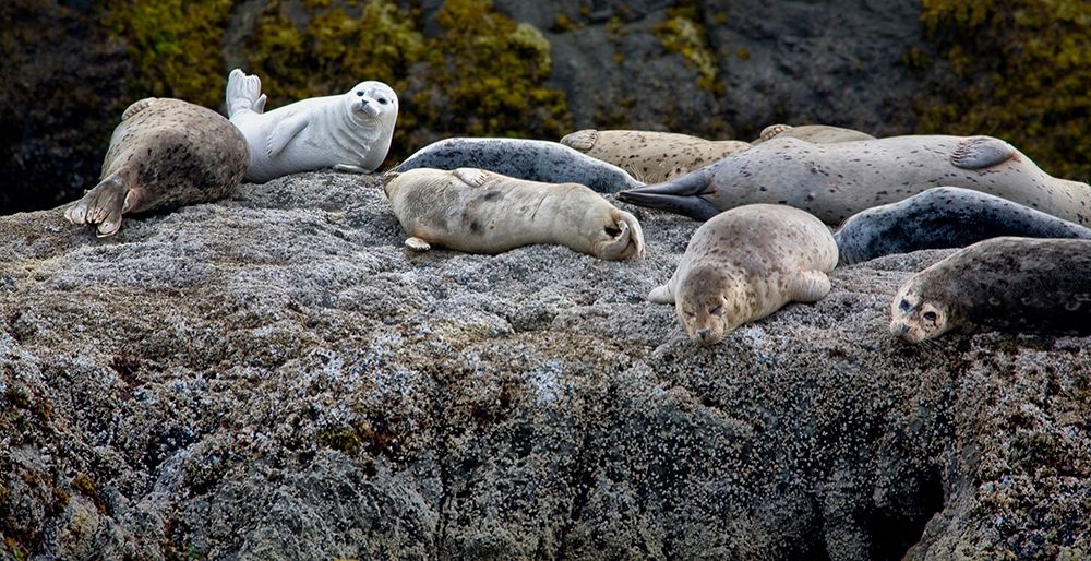 Harbor Seals Napping on the Rocks-beach at Bandon-Oregon art print by Jaynes Gallery for $57.95 CAD