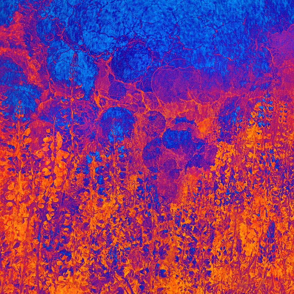California-Redwood National Park Abstract of lupine flowers and tan oak in fog art print by Jaynes Gallery for $57.95 CAD