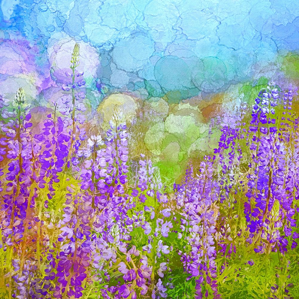 California-Redwood National Park Abstract of lupine flowers in fog art print by Jaynes Gallery for $57.95 CAD