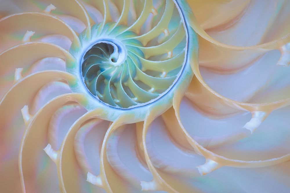 Oregon Close-up detail of nautilus shell art print by Jaynes Gallery for $57.95 CAD