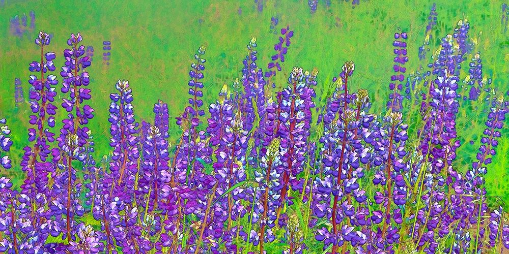 California-Redwood National Park Abstract of lupine flowers art print by Jaynes Gallery for $57.95 CAD