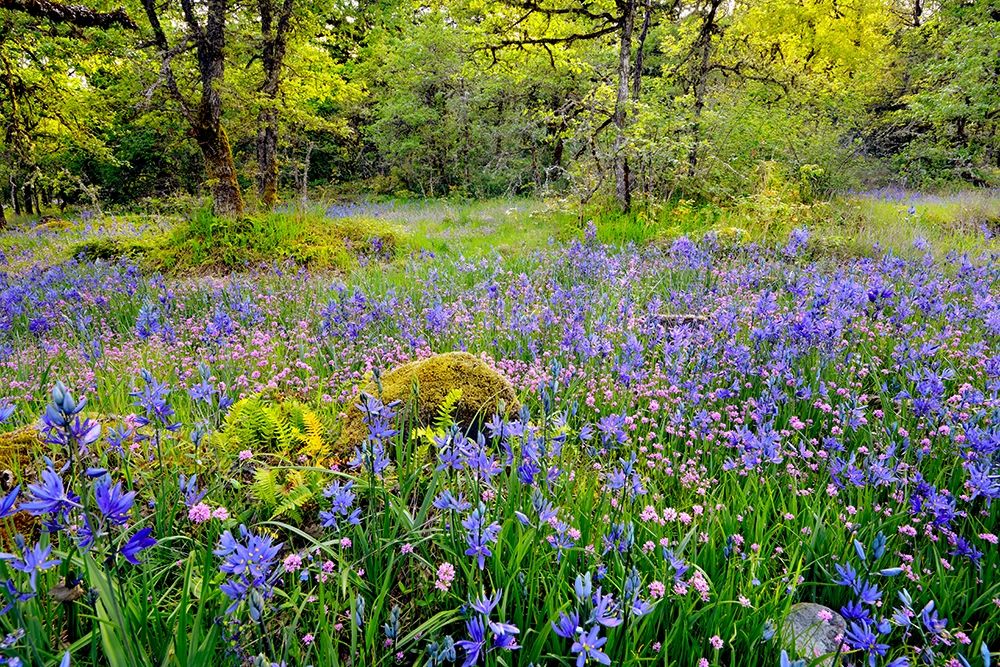 Oregon-Camassia Natural Area Field with blue and pink flowers art print by Jaynes Gallery for $57.95 CAD