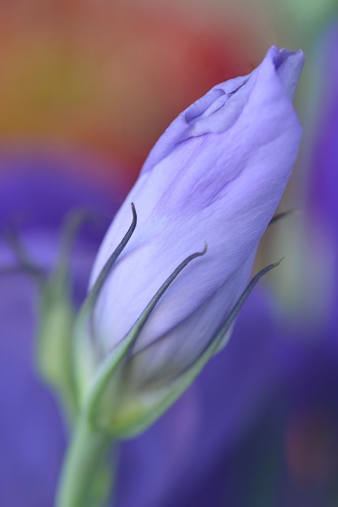 Oregon-Portland Close-up of lisianthus flower bud art print by Jaynes Gallery for $57.95 CAD
