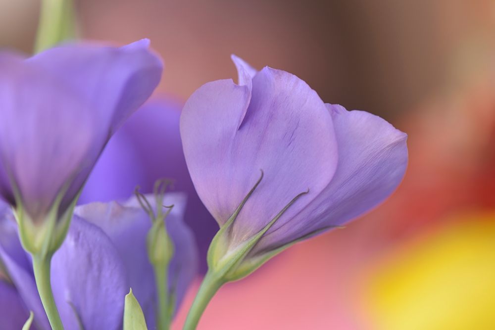 Oregon-Portland Close-up of lisianthus flowers and bud art print by Jaynes Gallery for $57.95 CAD