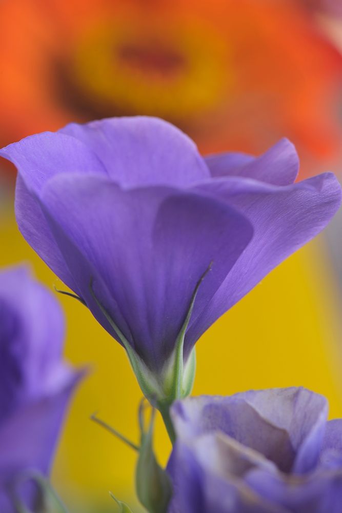 Close-up of Lisianthus bloom in Portland-Oregon art print by Jaynes Gallery for $57.95 CAD