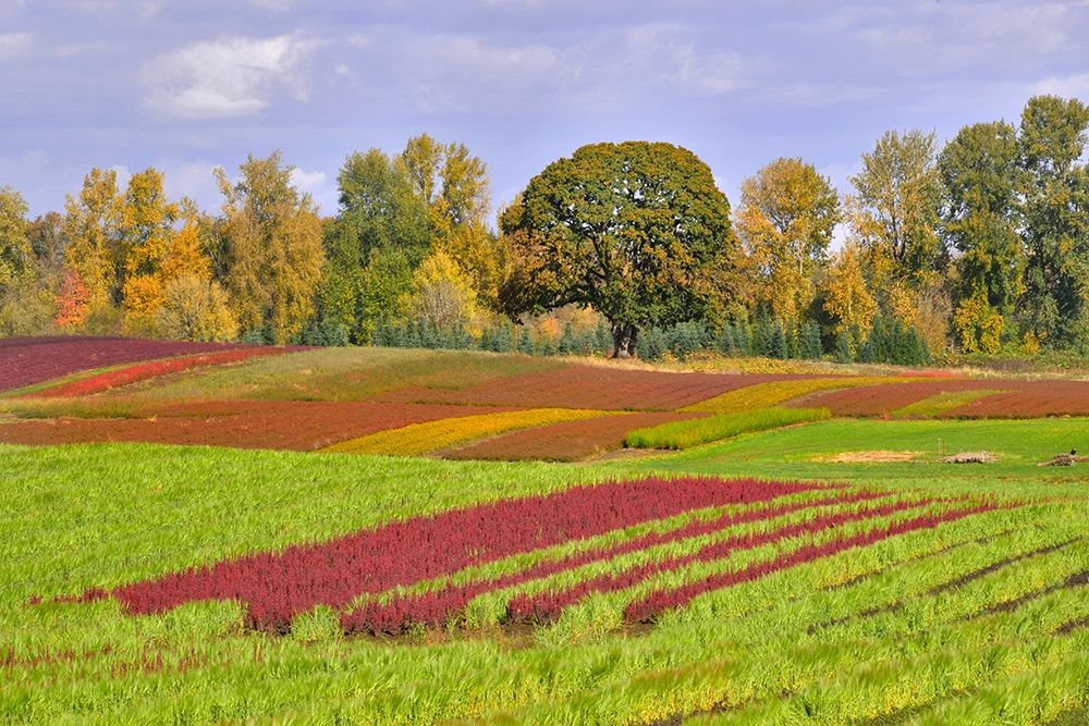 Oregon-Sauvie Island Rows of crops on farm art print by Jaynes Gallery for $57.95 CAD