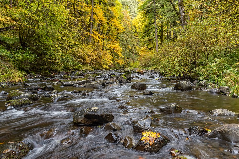 USA-Oregon-Silver Falls State Park River rapids and forest in autumn art print by Jaynes Gallery for $57.95 CAD