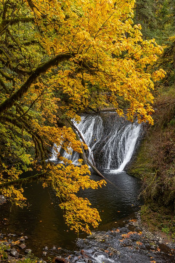 USA-Oregon-Silver Falls State Park Lower South Falls waterfall landscape art print by Jaynes Gallery for $57.95 CAD