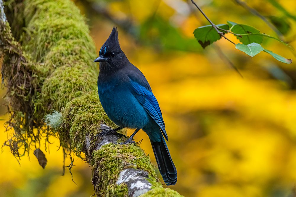 USA-Oregon-Silver Falls State Park Stellers jay on branch art print by Jaynes Gallery for $57.95 CAD