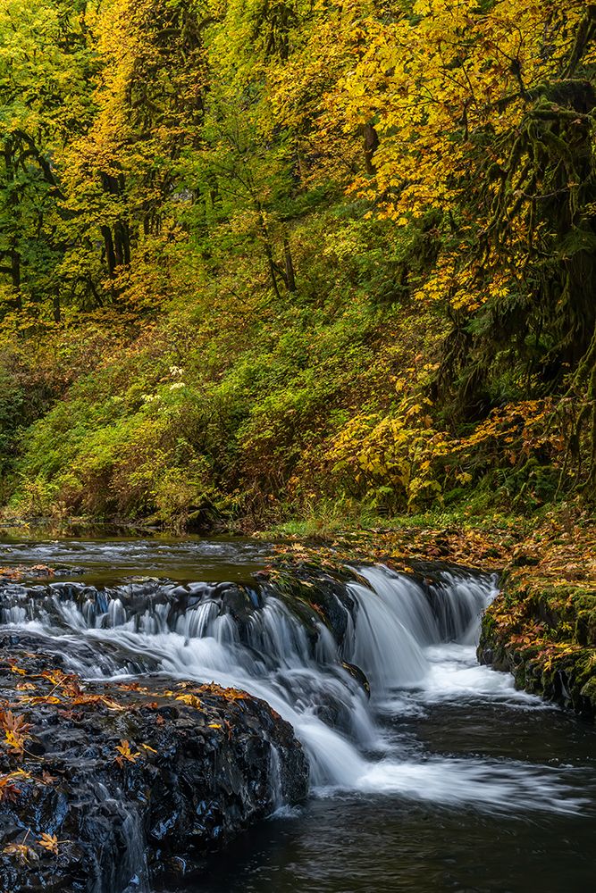 USA-Oregon-Silver Falls State Park Waterfalls and forest in autumn art print by Jaynes Gallery for $57.95 CAD