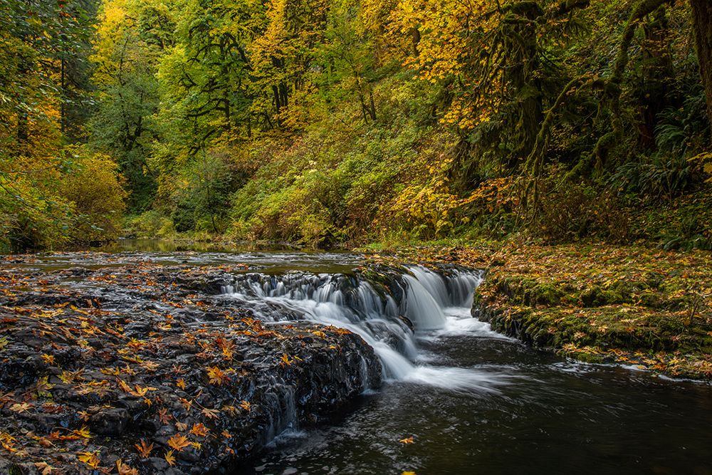 USA-Oregon-Silver Falls State Park Waterfalls and forest in autumn art print by Jaynes Gallery for $57.95 CAD