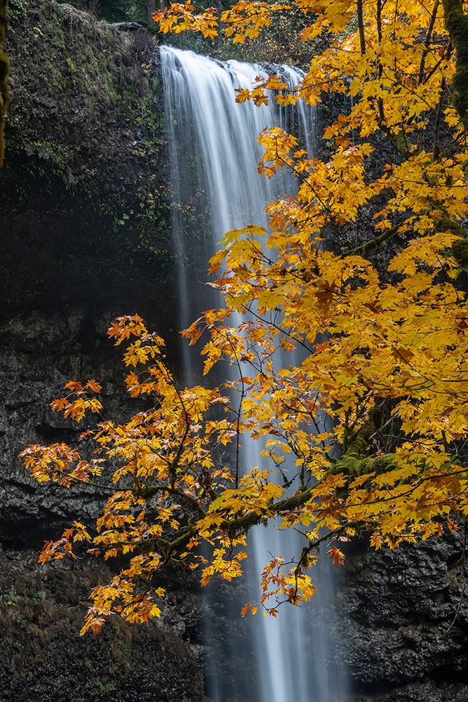 USA-Oregon-Silver Falls State Park Tall waterfall and forest in autumn art print by Jaynes Gallery for $57.95 CAD