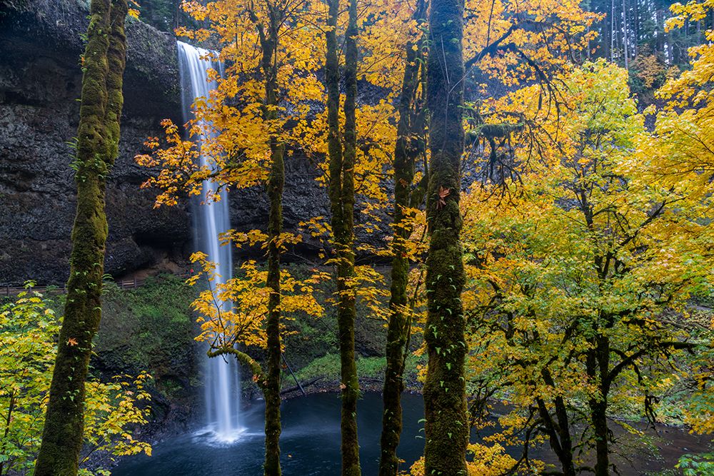 USA-Oregon-Silver Falls State Park Tall waterfall and forest in autumn art print by Jaynes Gallery for $57.95 CAD