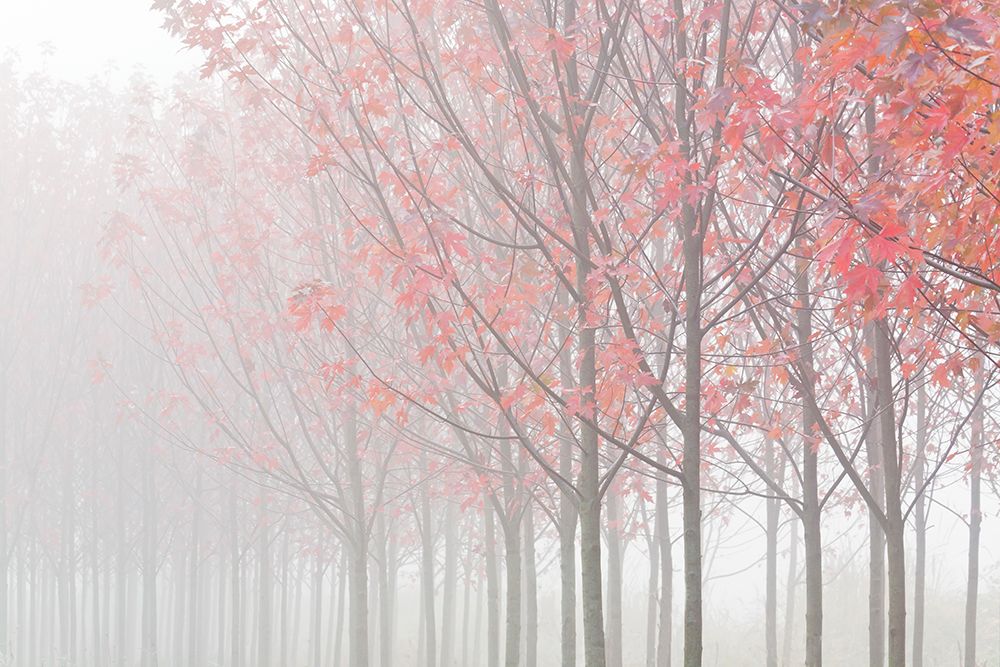 USA, Oregon. Maple trees in autumn fog. art print by Jaynes Gallery for $57.95 CAD