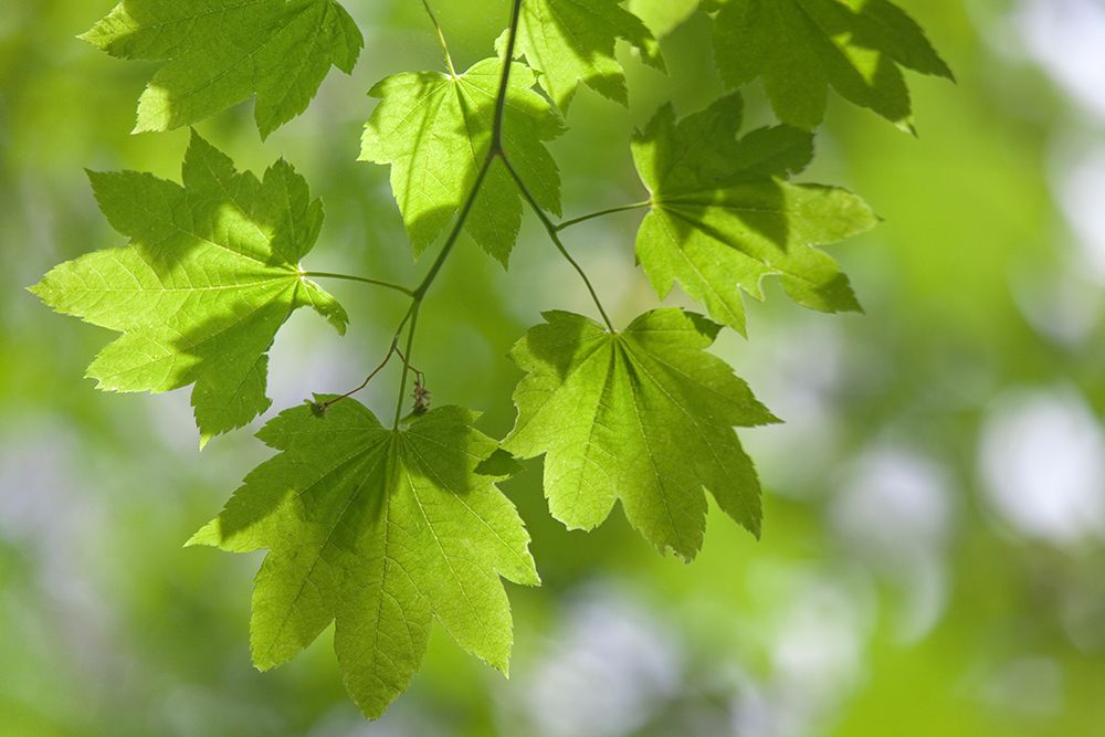 USA, Oregon, Silver Falls State Park. Close-up of vine maple leaves in spring. art print by Jaynes Gallery for $57.95 CAD