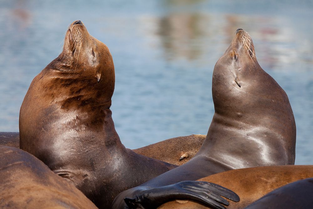 USA, Oregon, Charleston. Close-up of pair of sea lions in harbor. art print by Jaynes Gallery for $57.95 CAD