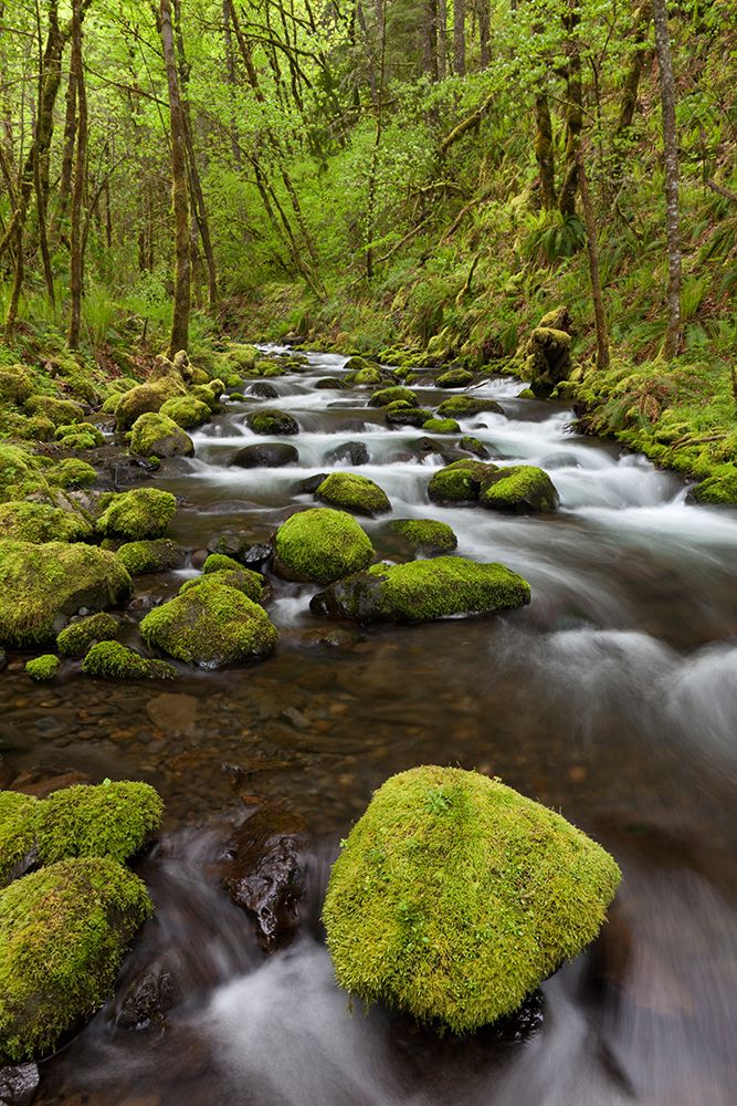 USA, Oregon, Columbia River Gorge. Gorton Creek rapids. art print by Jaynes Gallery for $57.95 CAD