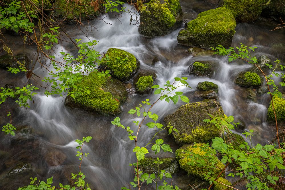 USA, Oregon, Loeb State Park. Salmon berry bush branches over stream. art print by Jaynes Gallery for $57.95 CAD