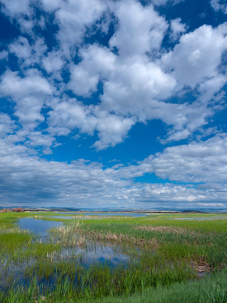 Malheur National Wildlife Refuge art print by Betty Sederquist for $57.95 CAD