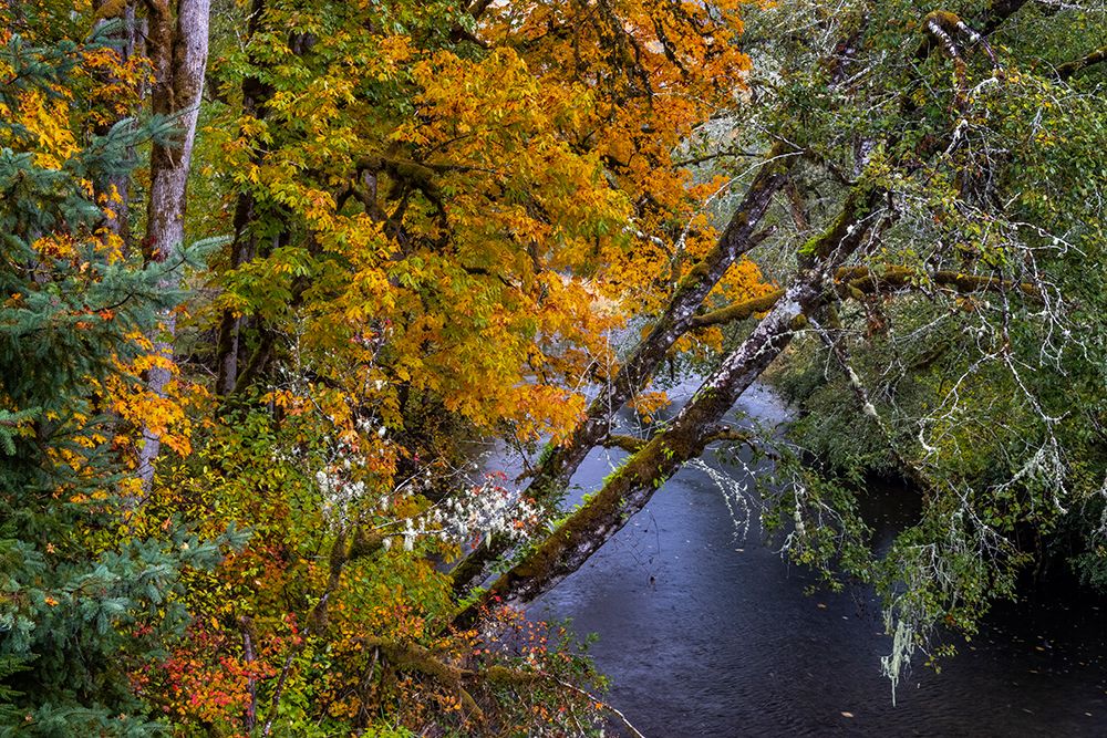 Colorful autumn maples along Humbug Creek in Clatsop County-Oregon-USA art print by Chuck Haney for $57.95 CAD