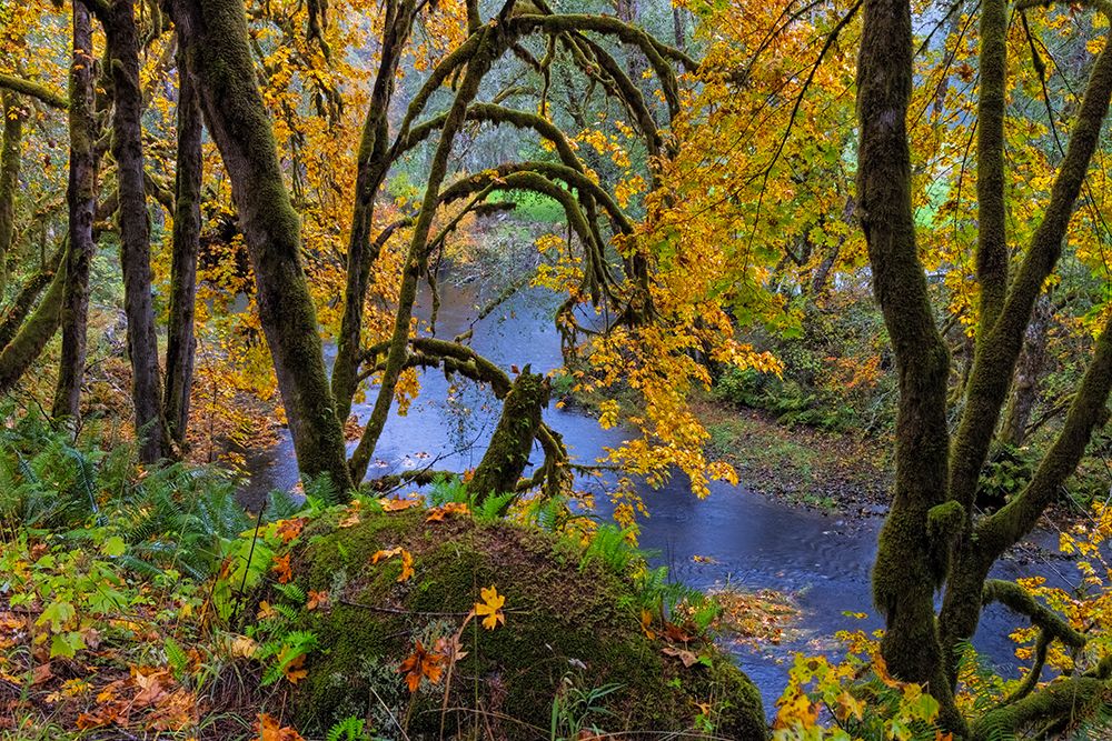 Colorful autumn maples along Humbug Creek in Clatsop County-Oregon-USA art print by Chuck Haney for $57.95 CAD