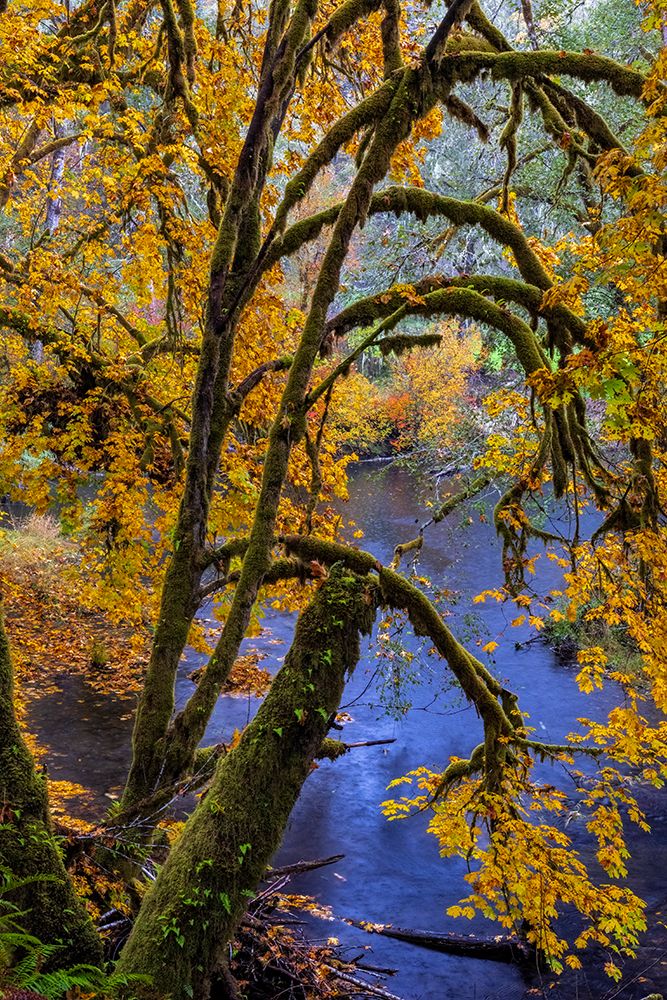 Colorful autumn maples along Humbug Creek in Clatsop County-Oregon-USA art print by Chuck Haney for $57.95 CAD