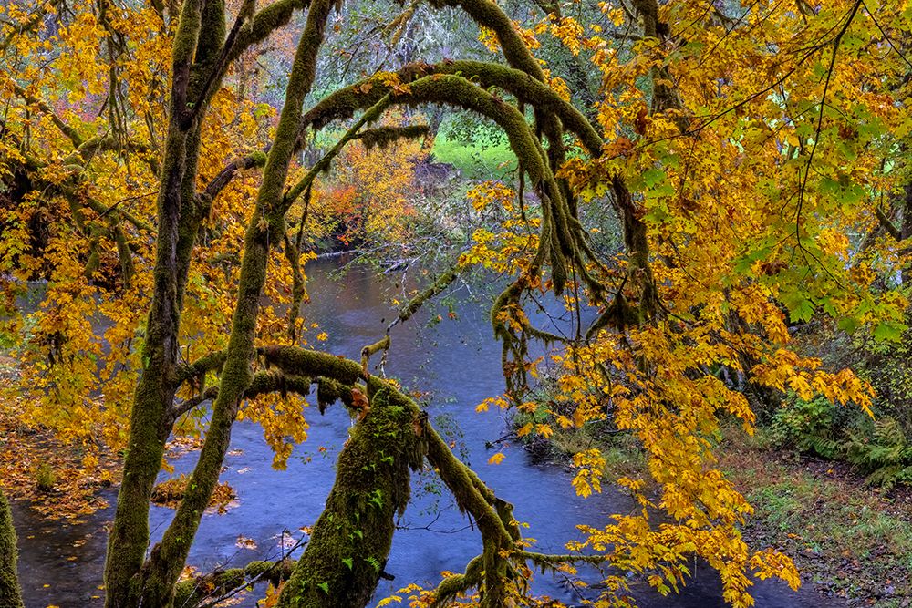 Colorful autumn maples along Humbug Creek in Clatsop County-Oregon-USA art print by Chuck Haney for $57.95 CAD