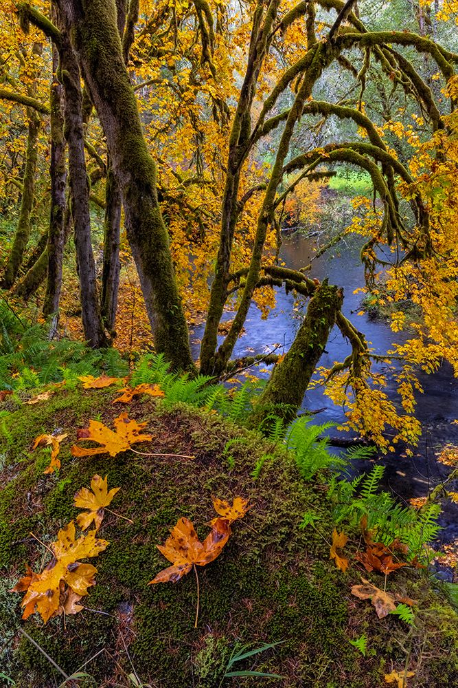 Colorful autumn maples along Humbug Creek in Clatsop County-Oregon-USA art print by Chuck Haney for $57.95 CAD
