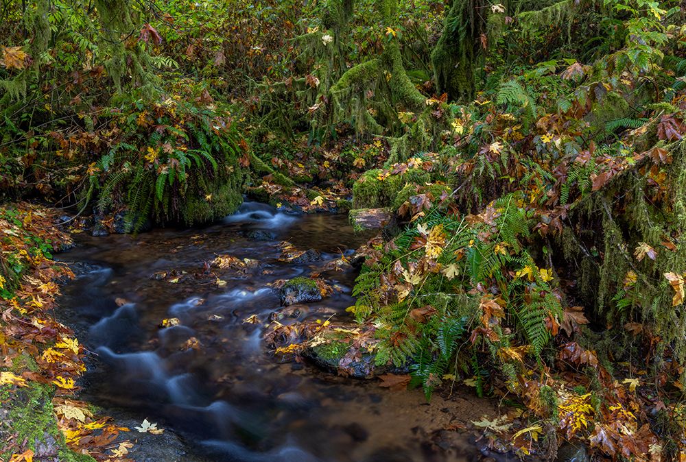 Munson Creek Falls State Natural Site in autumn near Tillamook-Oregon-USA art print by Chuck Haney for $57.95 CAD