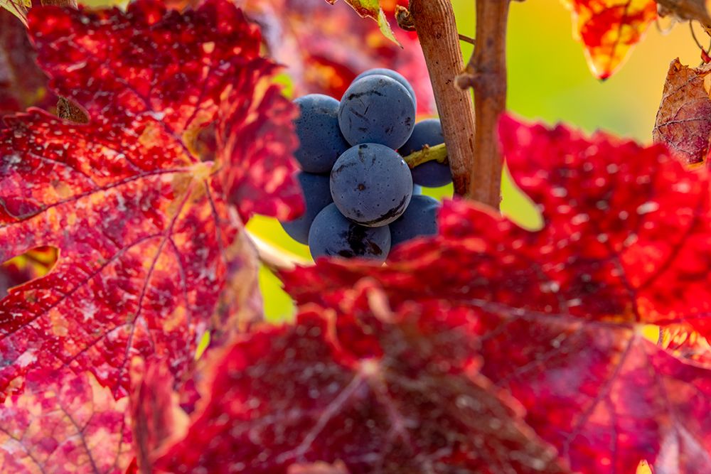 Mature pinot noir grapes on the vine at Yamhill Valley Vineyards near McMinnville-Oregon-USA art print by Chuck Haney for $57.95 CAD