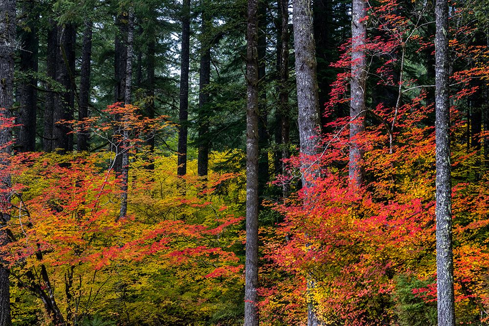 Vine Maple trees in autumn at Silver Falls State Park near Silverton-Oregon-USA art print by Chuck Haney for $57.95 CAD