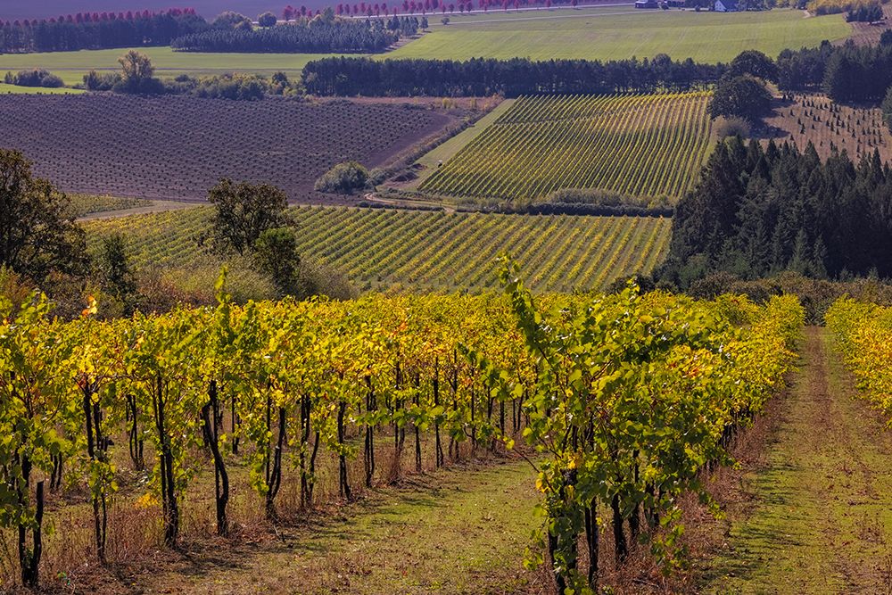Vineyards at Yamhill Valley Vineyards near McMinnville-Oregon-USA art print by Chuck Haney for $57.95 CAD