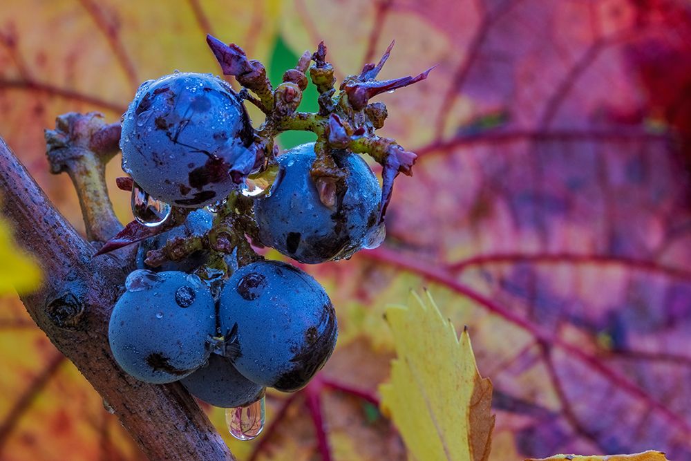 Ripe Pinot Noir grapes on the vine at Yamhill Valley Winery in McMinnville-Oregon-USA art print by Chuck Haney for $57.95 CAD