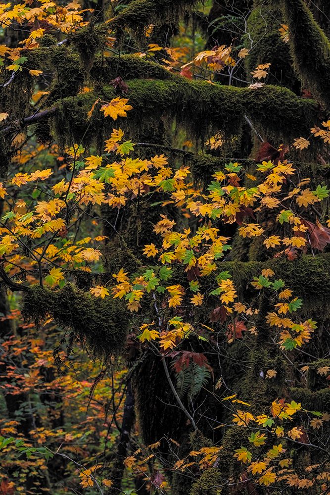Rocky Mountain maple in autumn with mossy trees in the Clatsop State Forest, Oregon, USA art print by Chuck Haney for $57.95 CAD
