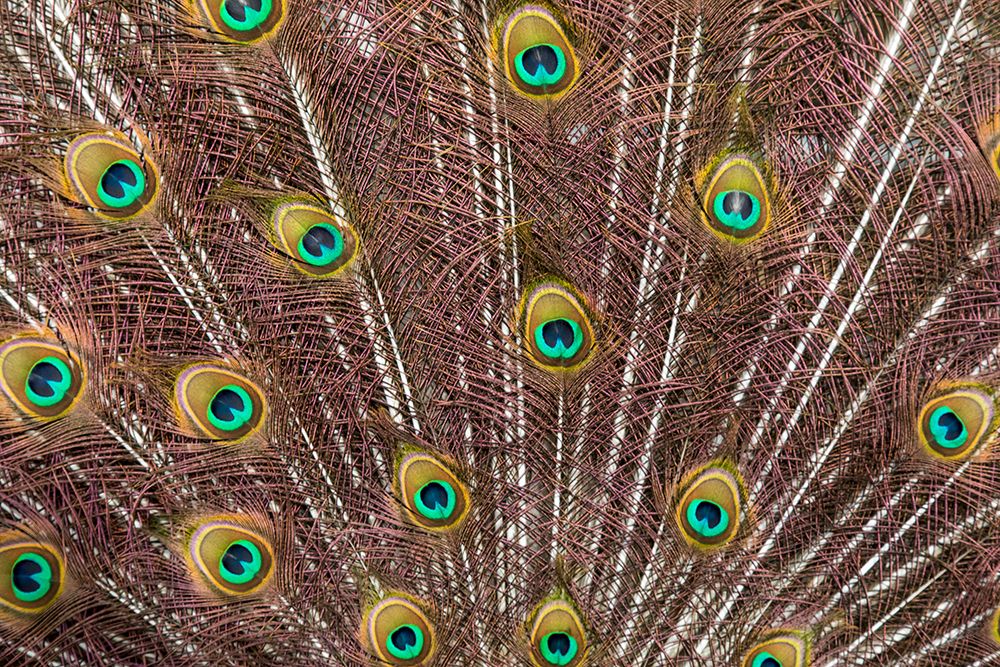 USA- Oregon- Tillamook. Peacock displaying tail feathers. art print by Darrell Gulin for $57.95 CAD