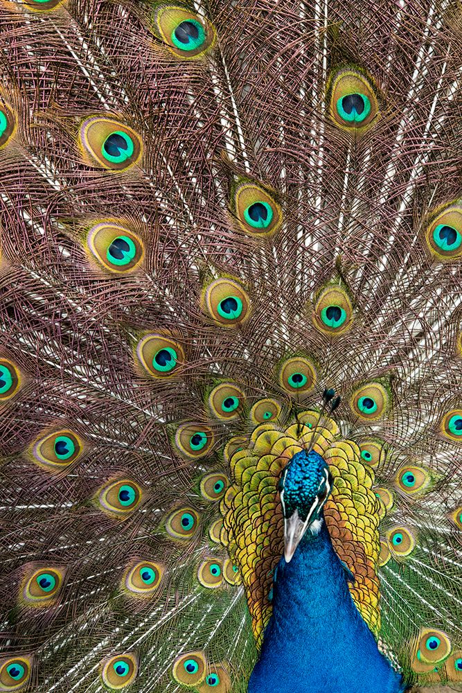 USA- Oregon- Tillamook. Peacock displaying tail feathers. art print by Darrell Gulin for $57.95 CAD
