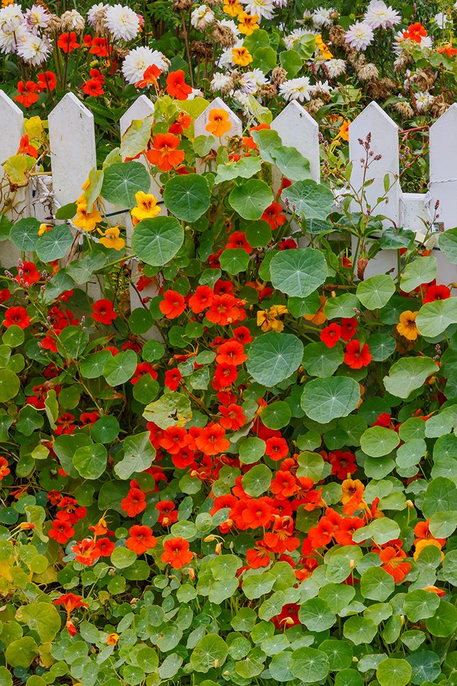 USA- Oregon. Cannon Beach and Cottage Garden with white picket fence and Nasturtiums art print by Darrell Gulin for $57.95 CAD