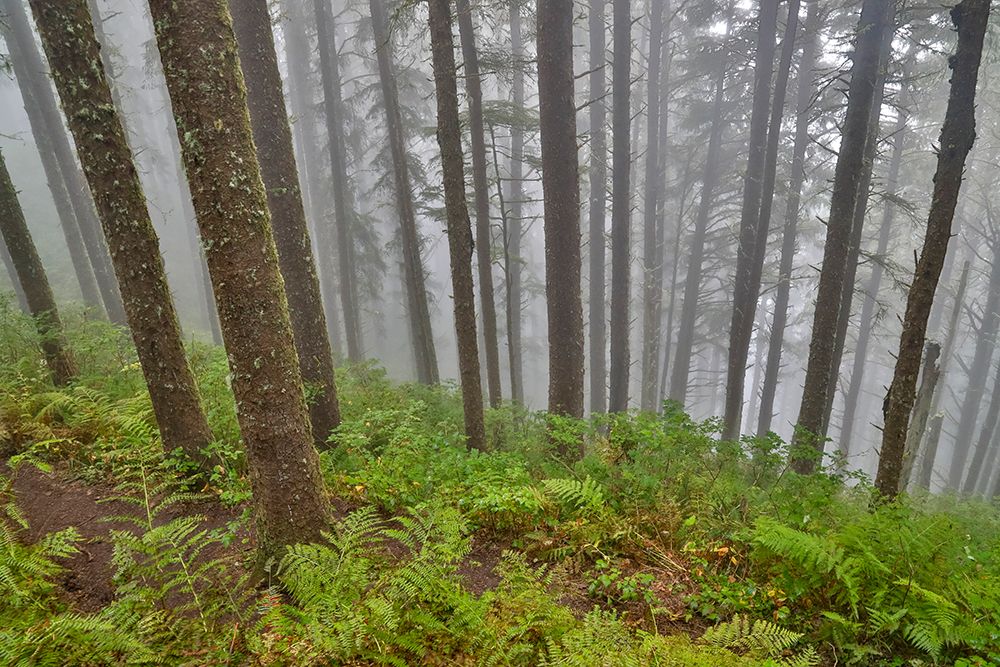 USA- Oregon. Lookout State Park with fog amongst Sitka spruce forest art print by Darrell Gulin for $57.95 CAD