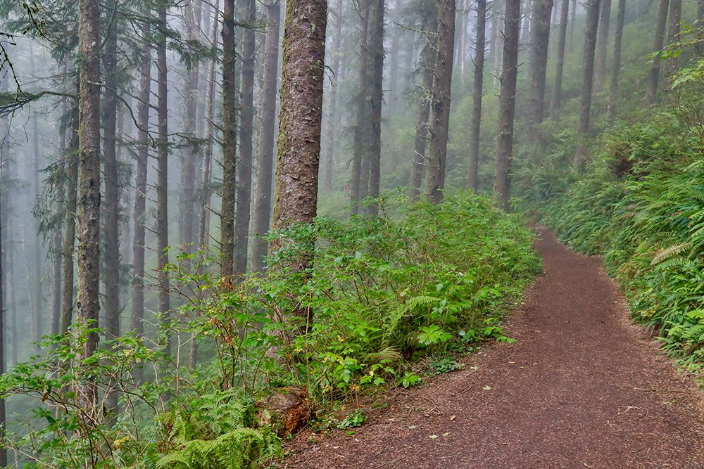 USA- Oregon. Lookout State Park trail with fog amongst Sitka spruce forest art print by Darrell Gulin for $57.95 CAD