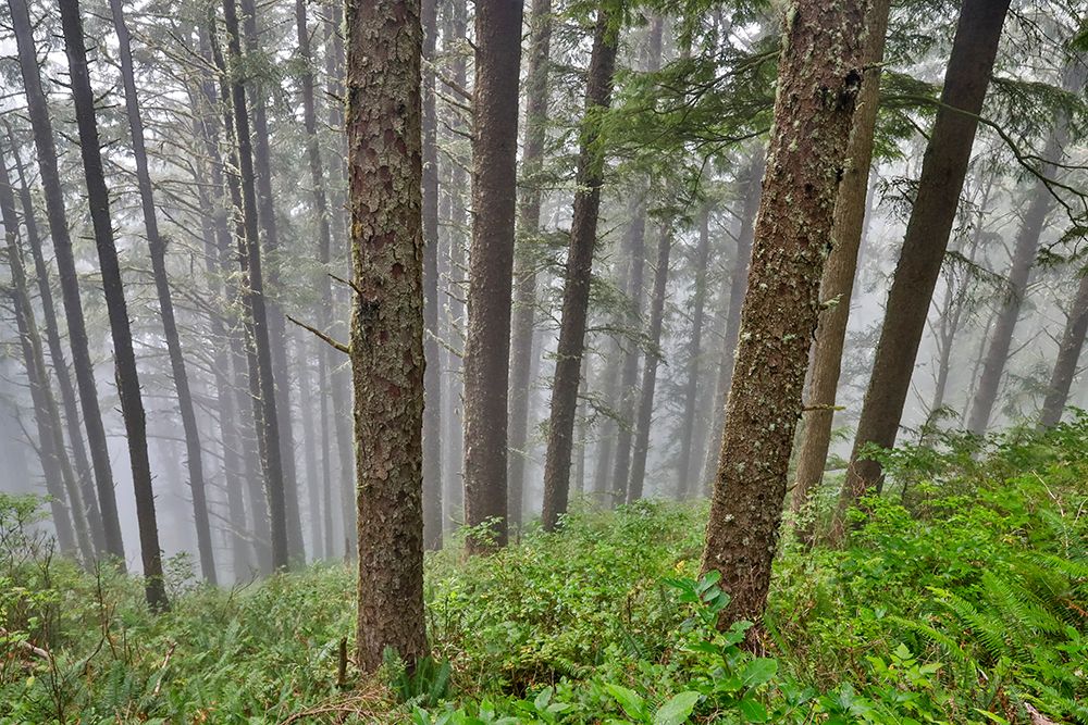 USA- Oregon. Lookout State Park with fog amongst Sitka spruce forest art print by Darrell Gulin for $57.95 CAD