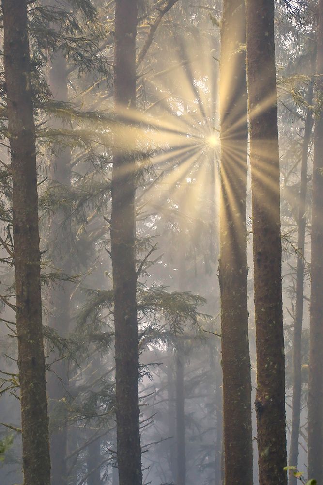 USA- Oregon. Lookout State Park with fog and sun breaking through amongst Sitka spruce forest art print by Darrell Gulin for $57.95 CAD