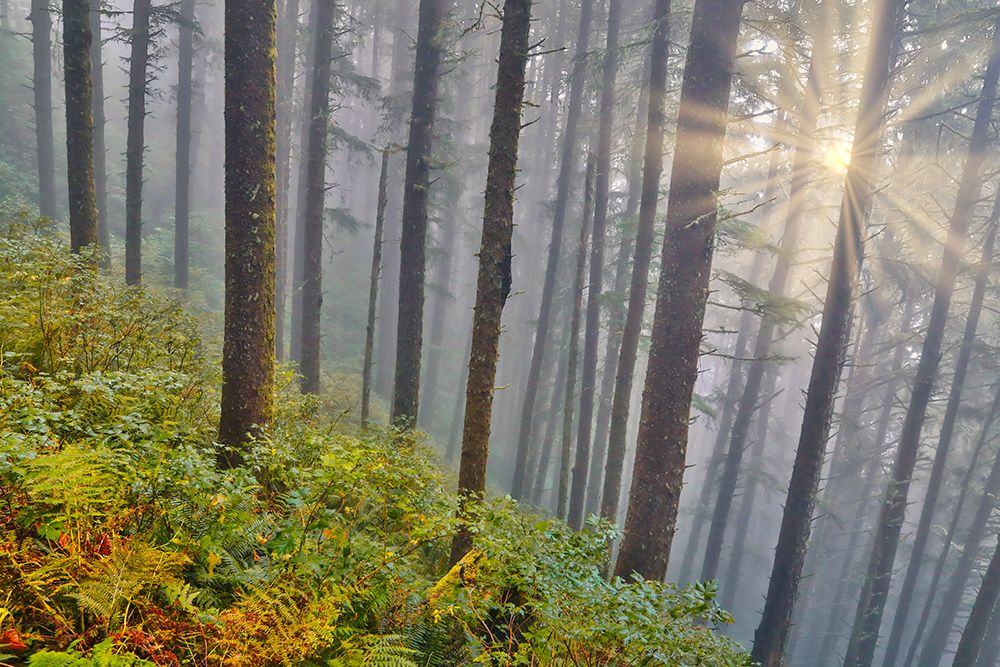 USA- Oregon. Lookout State Park with fog and sun breaking through amongst Sitka spruce forest art print by Darrell Gulin for $57.95 CAD