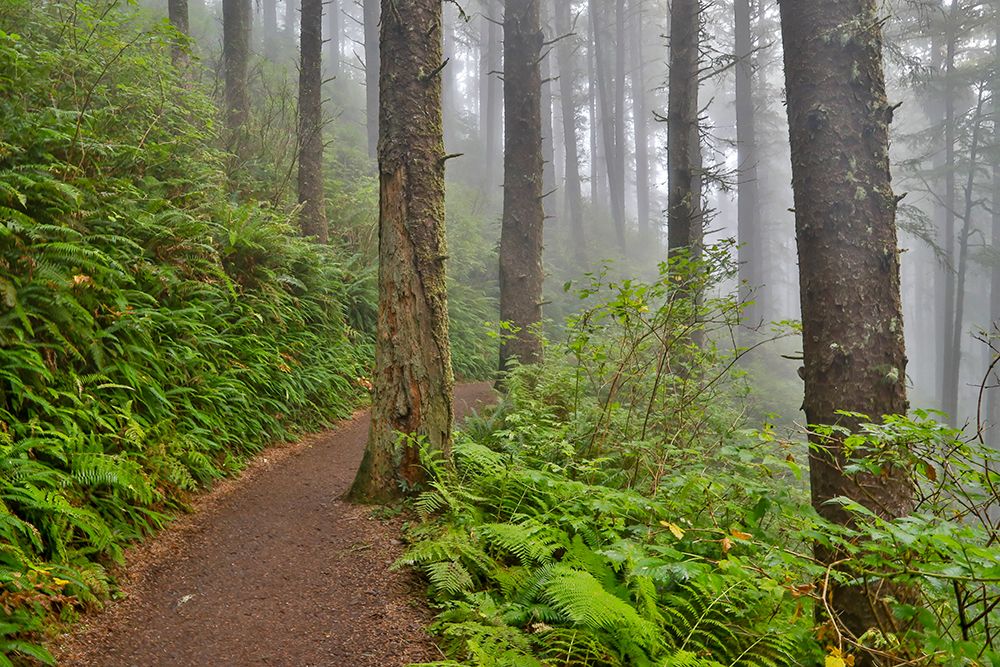 USA- Oregon. Lookout State Park trail with fog amongst Sitka spruce forest art print by Darrell Gulin for $57.95 CAD