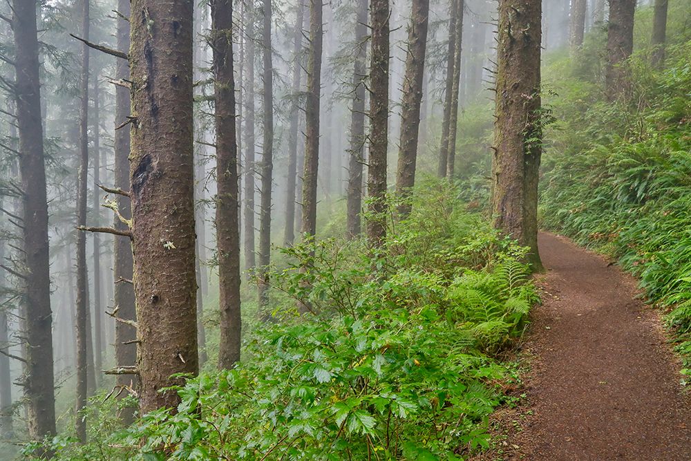 USA- Oregon. Lookout State Park trail with fog amongst Sitka spruce forest art print by Darrell Gulin for $57.95 CAD