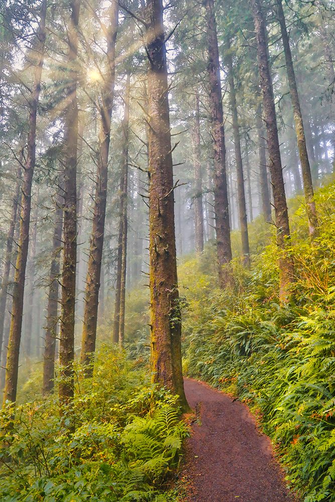USA- Oregon. Lookout State Park trail with fog amongst Sitka spruce forest with sunrays art print by Darrell Gulin for $57.95 CAD