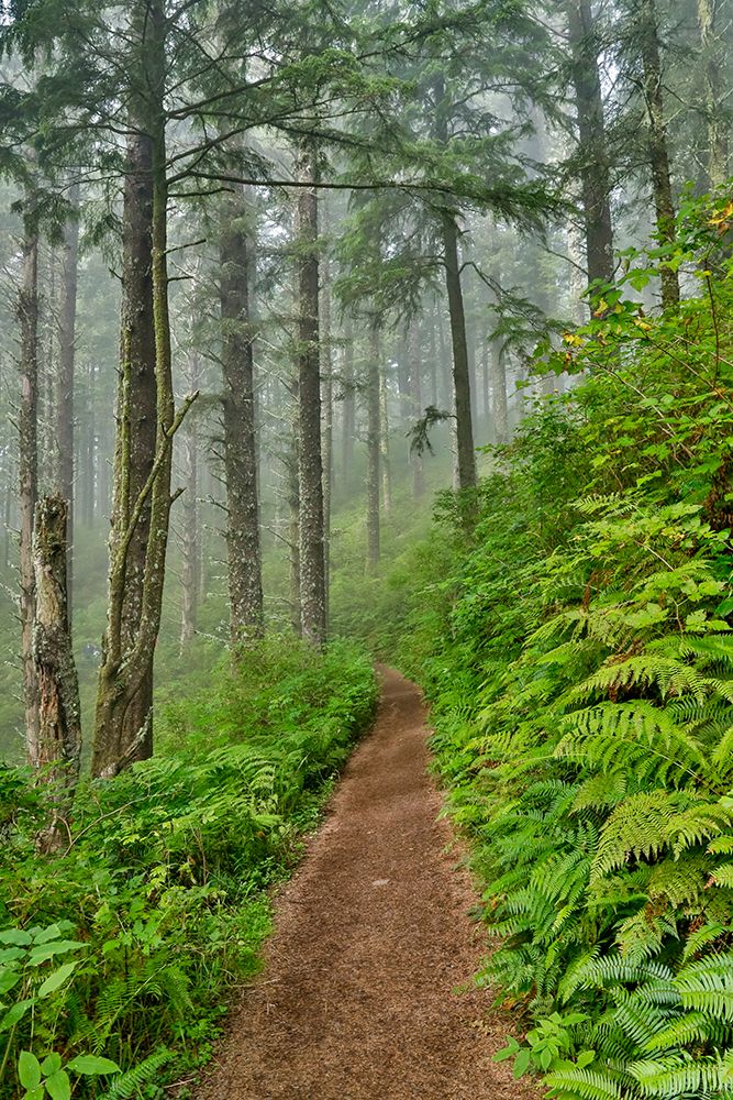 USA- Oregon. Lookout State Park trail with fog amongst Sitka spruce forest art print by Darrell Gulin for $57.95 CAD