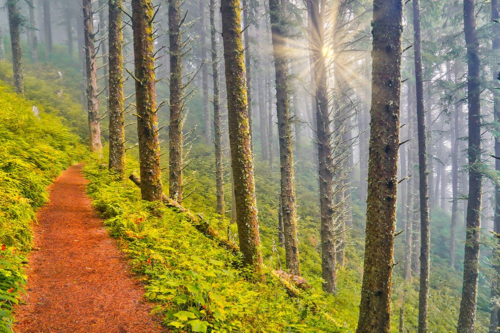 USA- Oregon. Lookout State Park trail with fog amongst Sitka spruce forest with sunrays art print by Darrell Gulin for $57.95 CAD