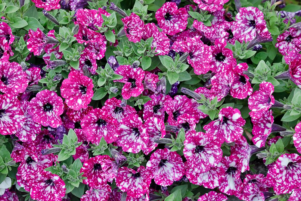 USA- Oregon. Cannon Beach planting of petunias art print by Darrell Gulin for $57.95 CAD